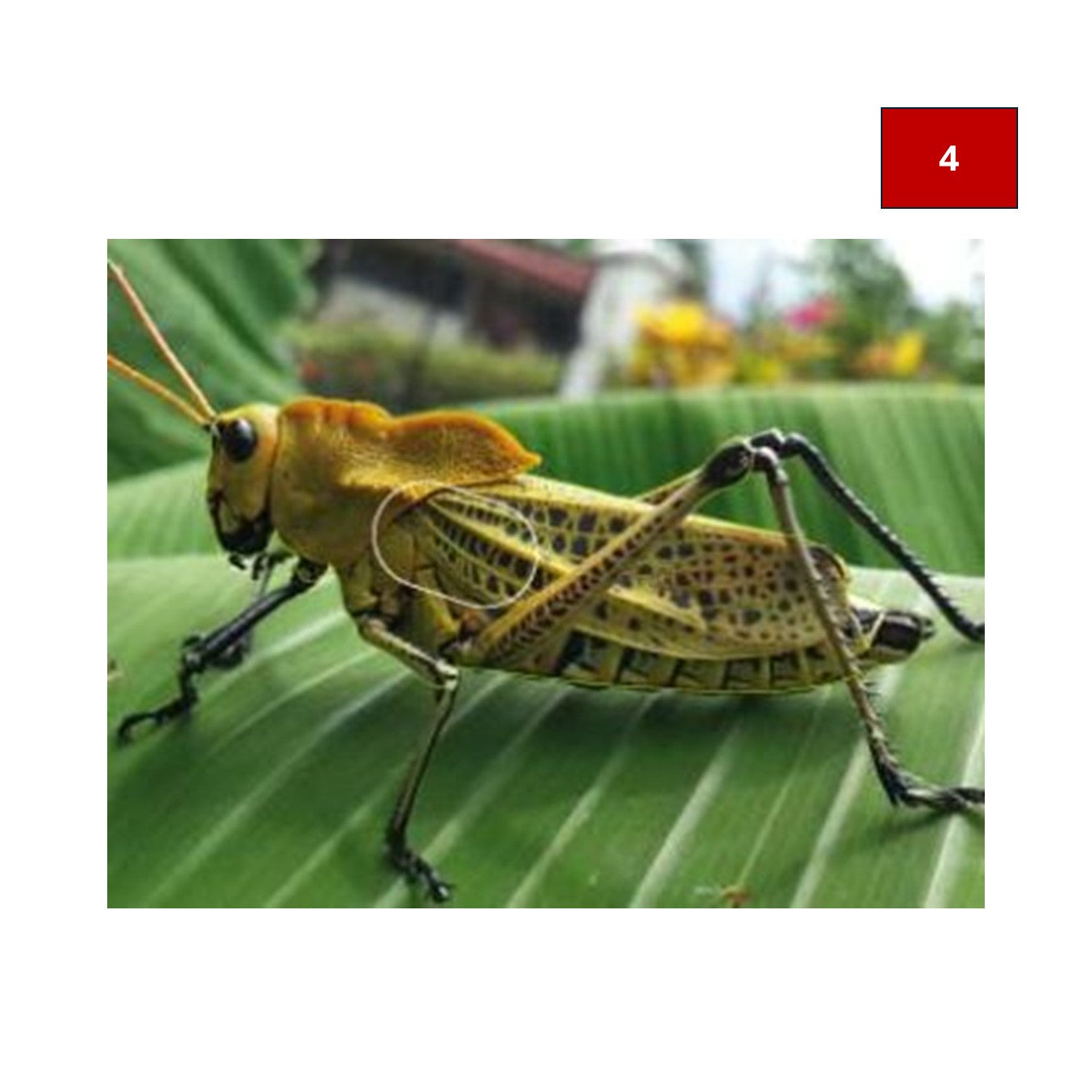 Blason insectes petits animaux - Ai2M