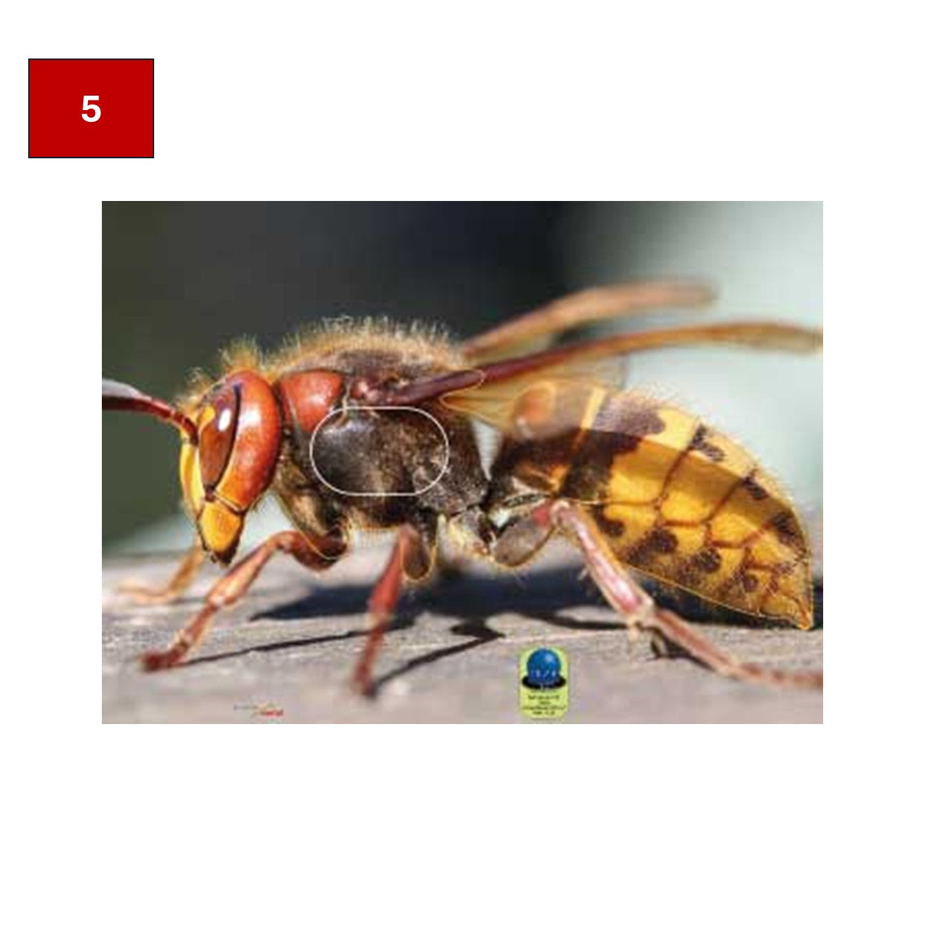 Blason insectes petits animaux - Ai2M