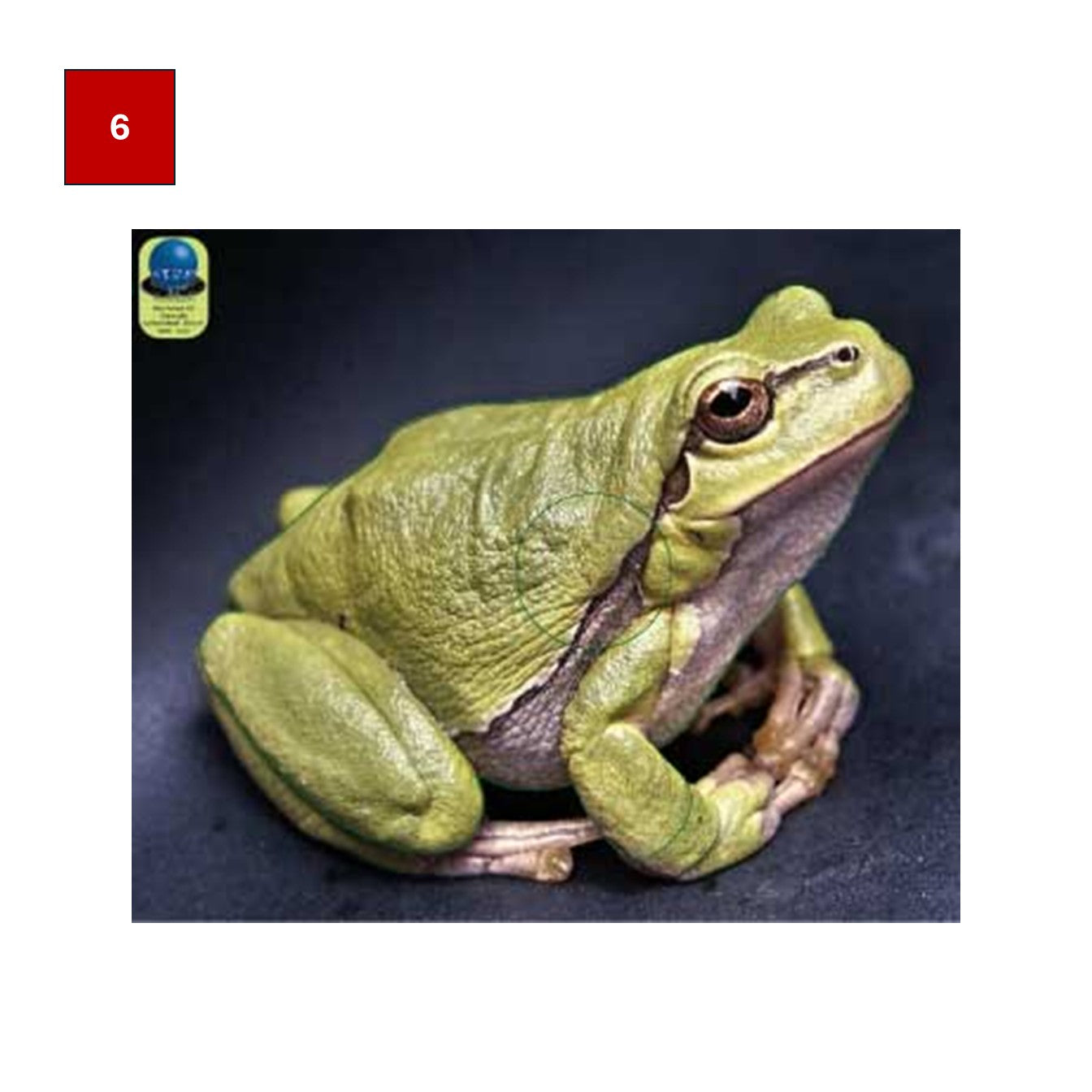 Blason insectes petits animaux - Ai2M