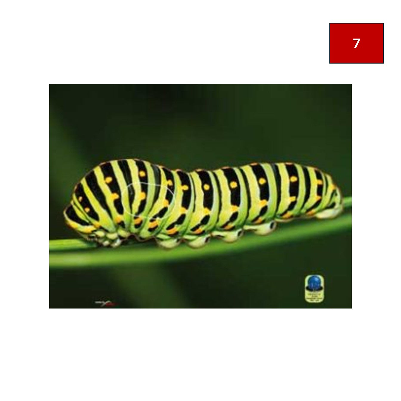 Blason insectes petits animaux - Ai2M
