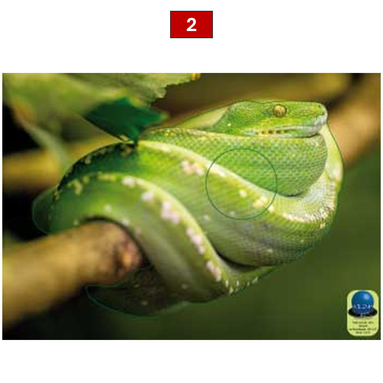 Blasons reptiles petits animaux - Ai2M