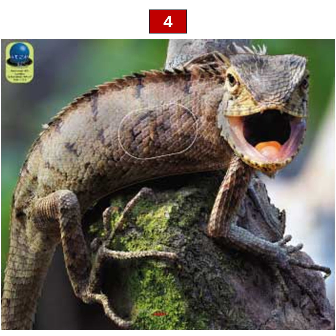 Blasons reptiles petits animaux - Ai2M