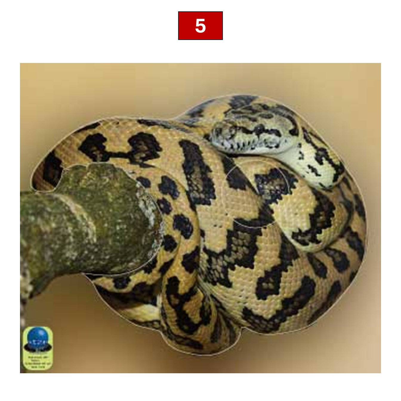 Blasons reptiles petits animaux - Ai2M