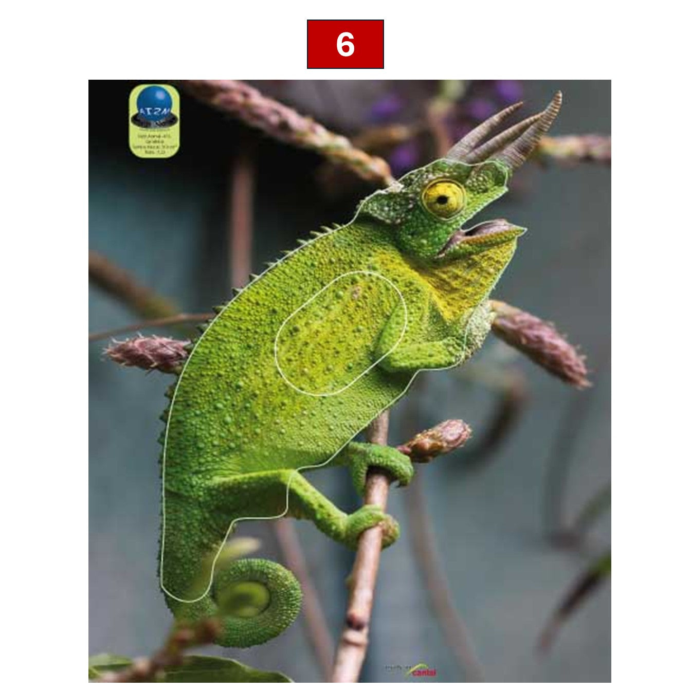 Blasons reptiles petits animaux - Ai2M