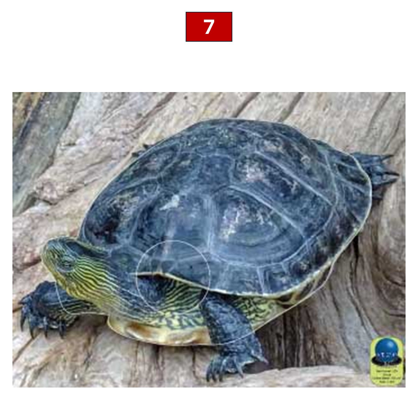 Blasons reptiles petits animaux - Ai2M