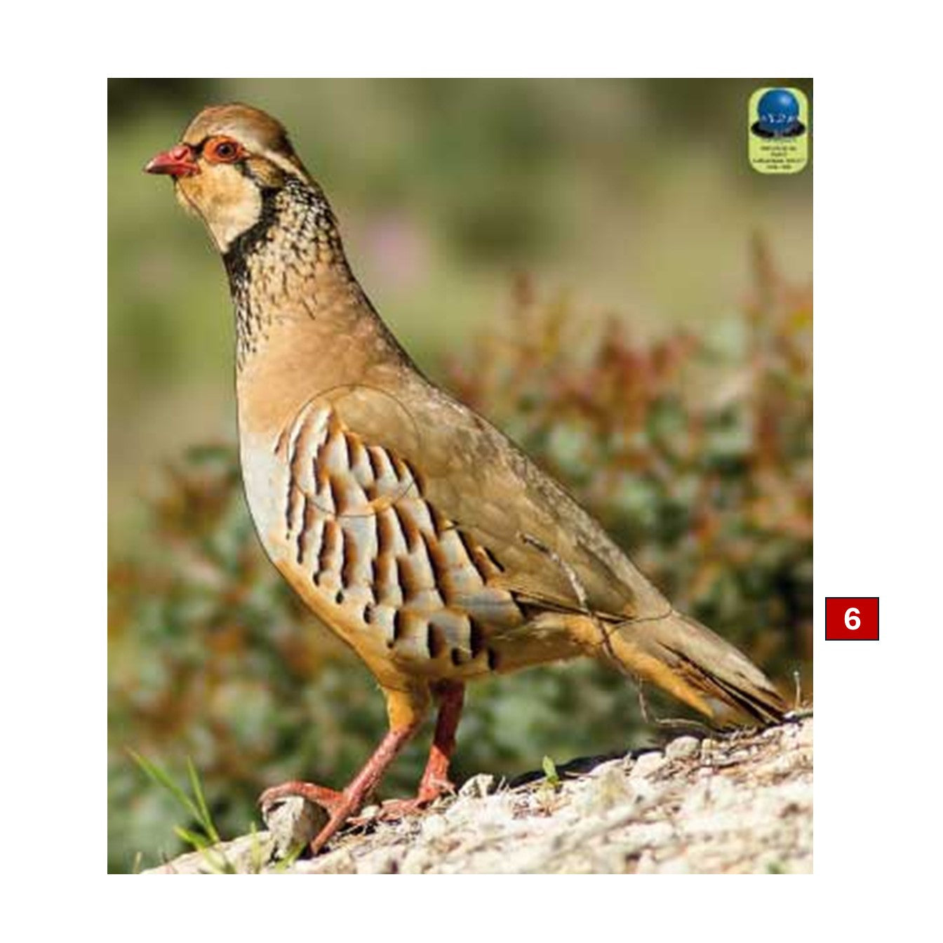 Blasons petits animaux 1 - Ai2M