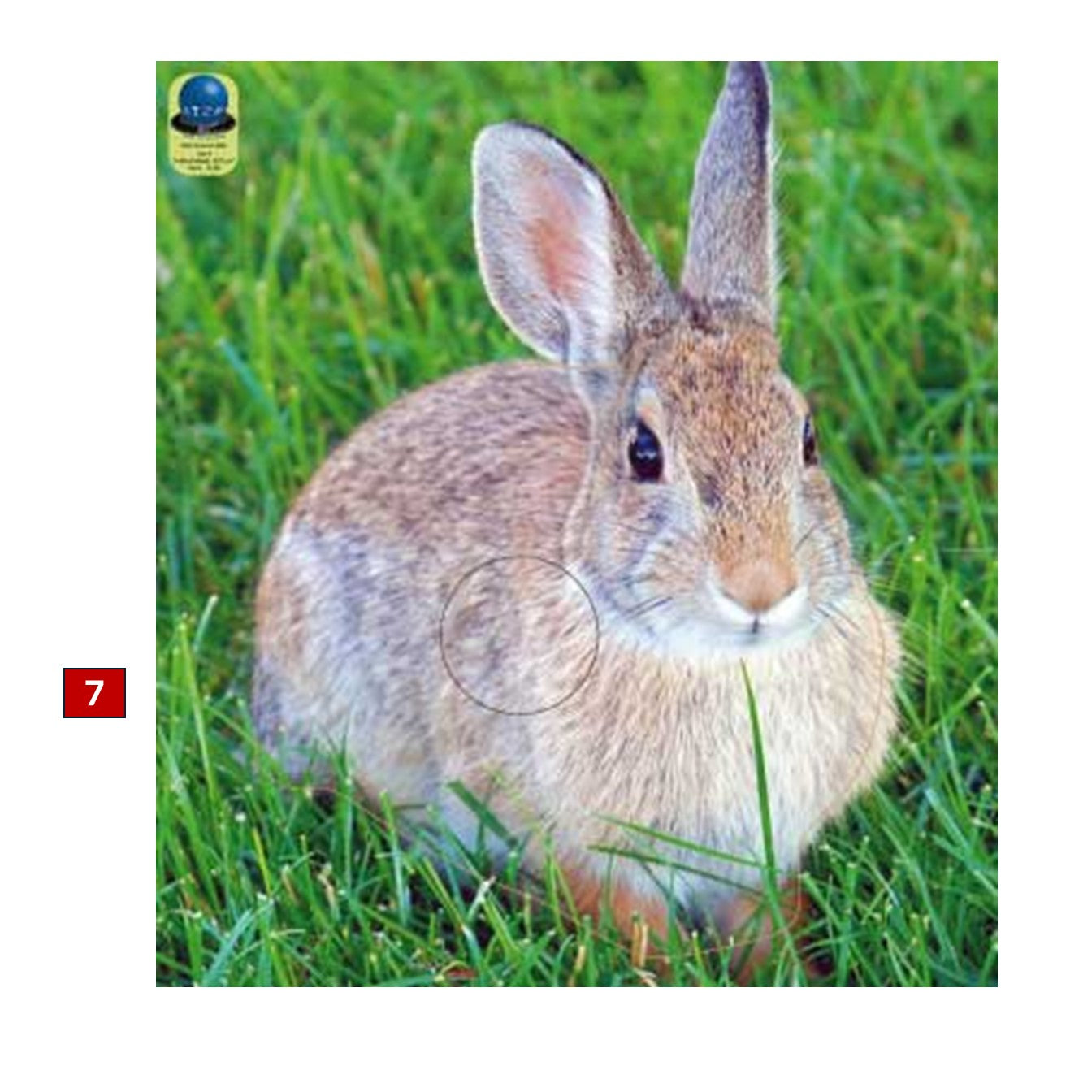 Blasons petits animaux 4 - Ai2M