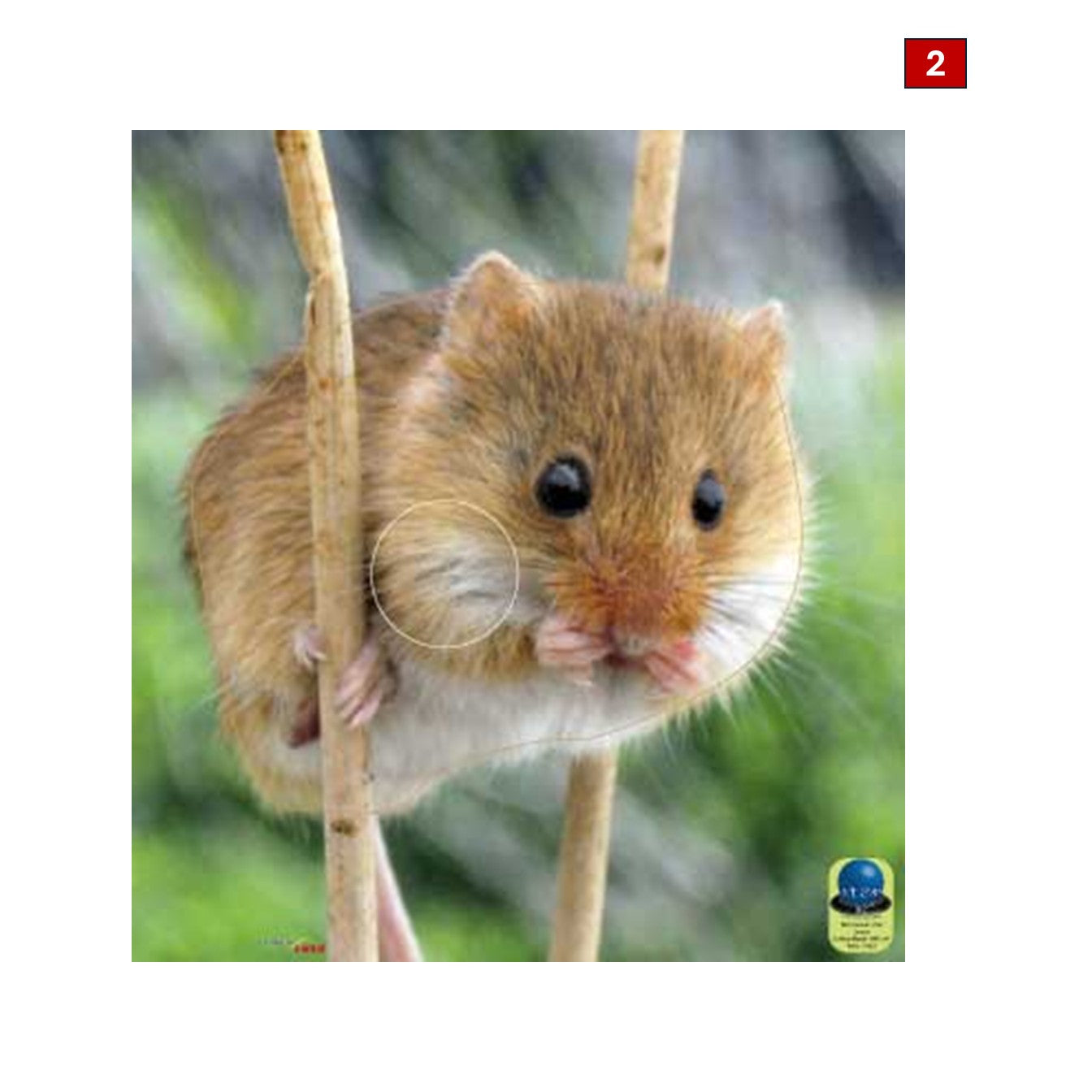 Blasons petits animaux 4 - Ai2M