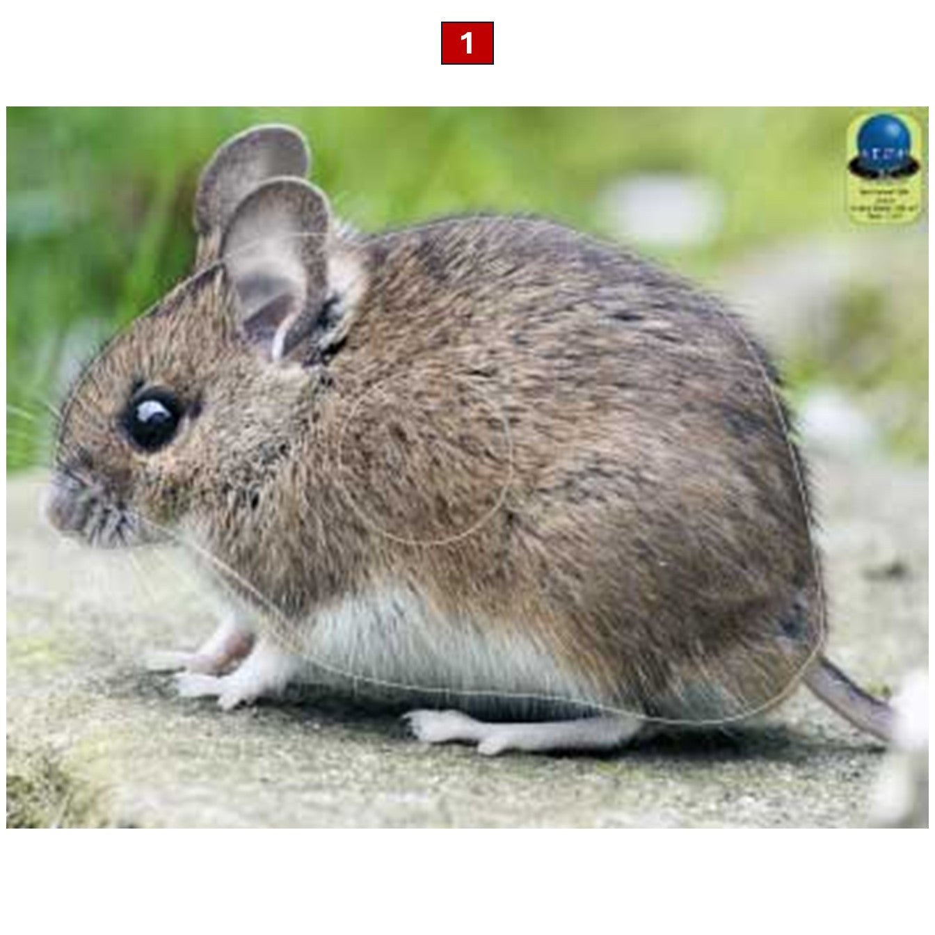 Blasons petits animaux 4 - Ai2M