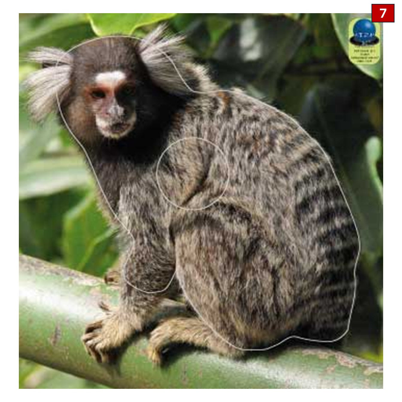 Blasons petits animaux 5 - Ai2M