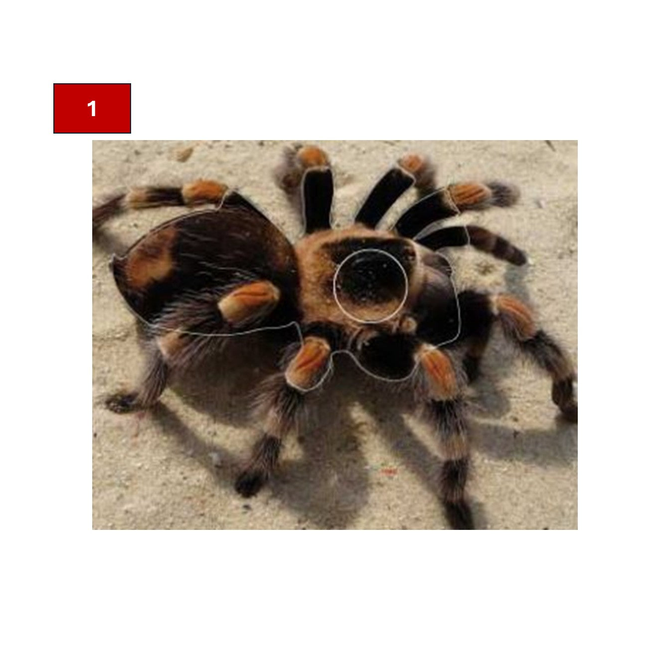 Blason insectes petits animaux - Ai2M