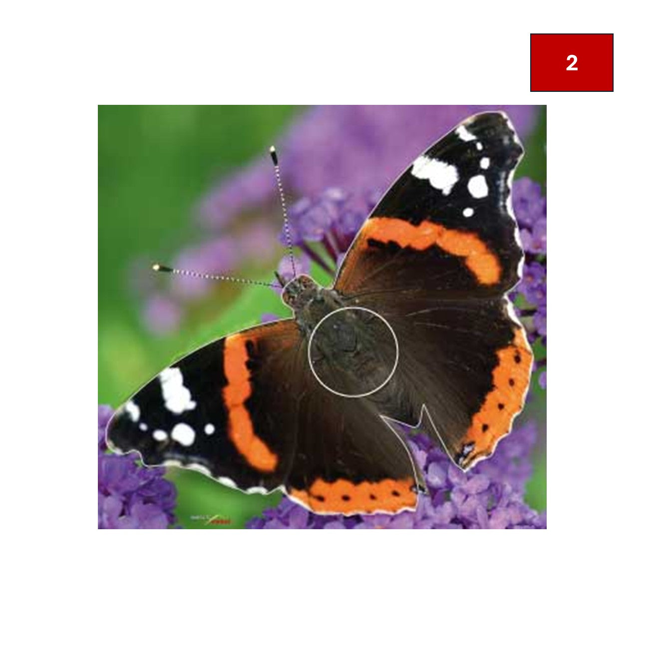 Blason insectes petits animaux - Ai2M