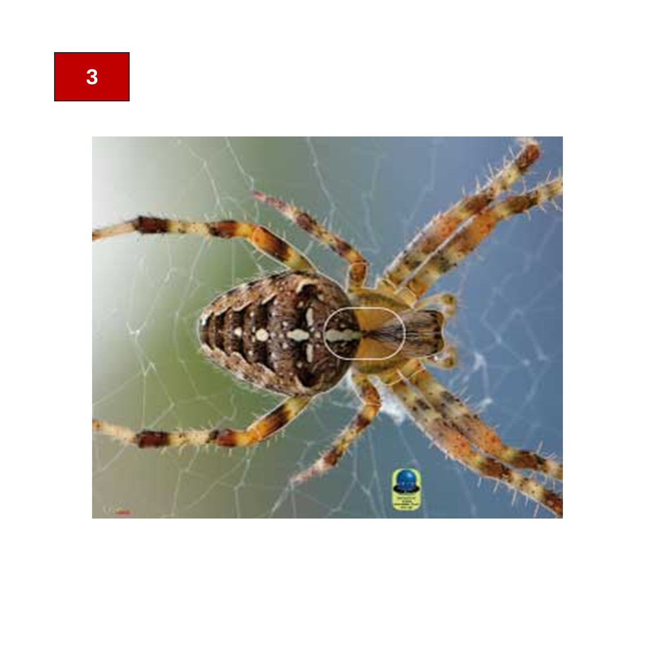 Blason insectes petits animaux - Ai2M