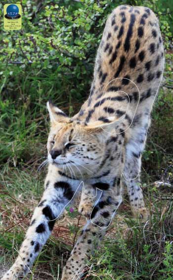 PG 278 Serval