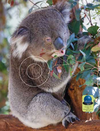 PG 556 Koala