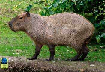 PG 5 Capybara
