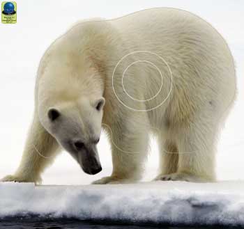 MG 382 Ours blanc