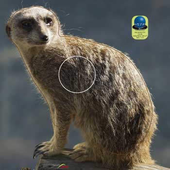 PA 573 Suricate
