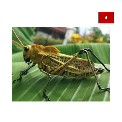 Blason insectes petits animaux - Ai2M