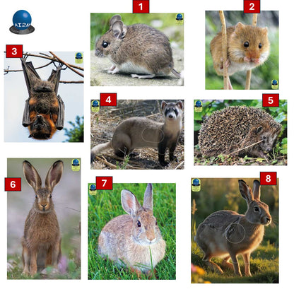 Blasons petits animaux 4 - Ai2M
