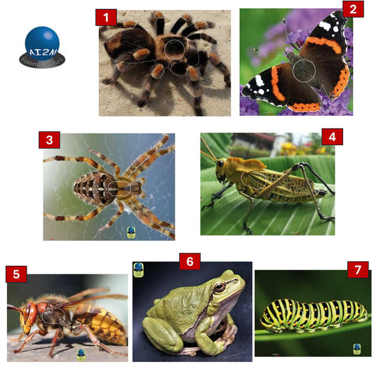 Blason insectes petits animaux - Ai2M