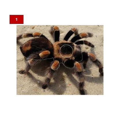 Blason insectes petits animaux - Ai2M