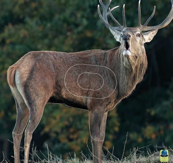 GG 478 Cerf
