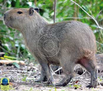 Blason Capybara Petit Gibier - Ai2M