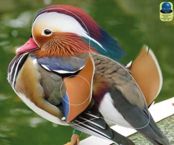 PA 247 Mandarin