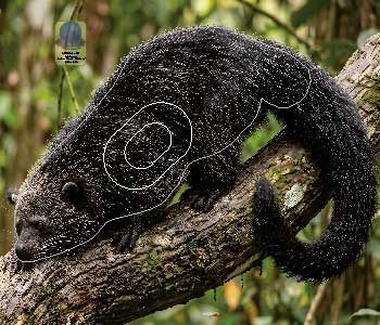 PG 744 Binturong