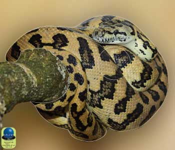 PA 249 Python