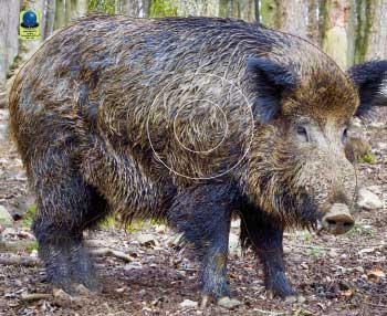 GG 571 Sanglier