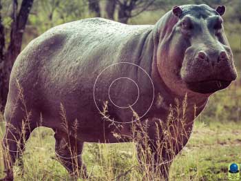 GG 289 Hippopotame