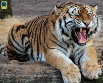 GG 171 Tigre