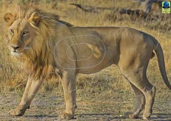 GG 164 Lion