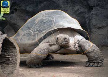 PG 44 Tortue