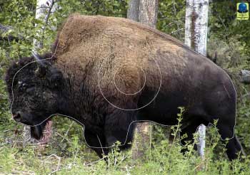 GG 216 Bison