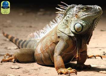 PA 74 Iguane