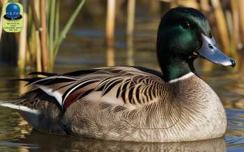 PA 56 Colvert
