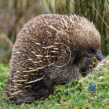 PA 708 Echidné