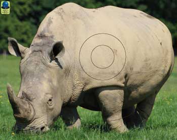 GG 170 Rhinocéros
