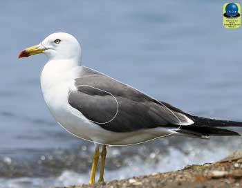 PA 264 Mouette