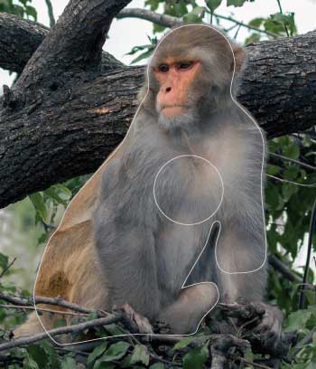 PA 274 Singe