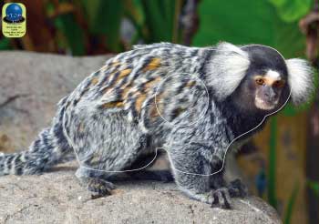 PA 265 Ouistiti