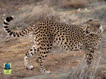 PG 16 Guépard