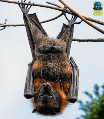 PA 301 Chauve souris