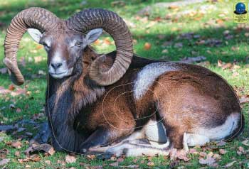 MG 133 Mouflon