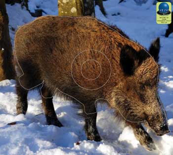 PG 188 Sanglier