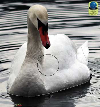 PA 60 Cygne