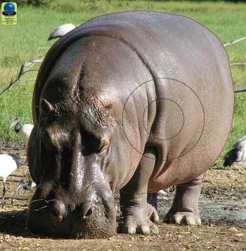 GG 161 Hippopotame